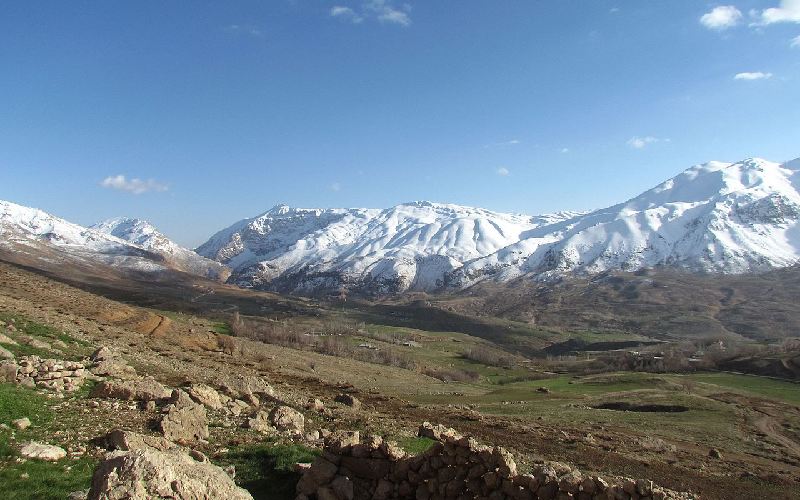 زرد کوه