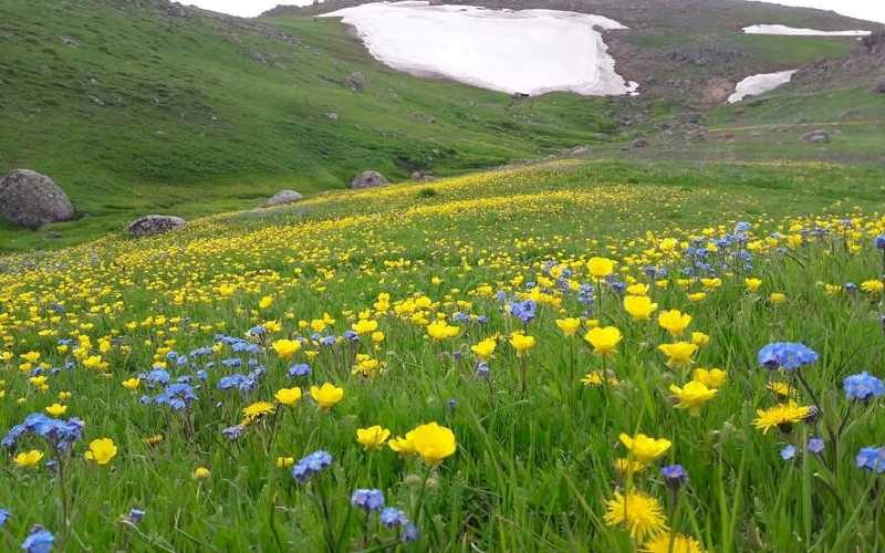 جنگل-نوردی-سوباتان