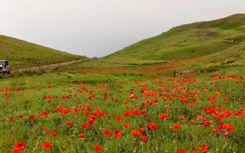 جنگل-نوردی-سوباتان