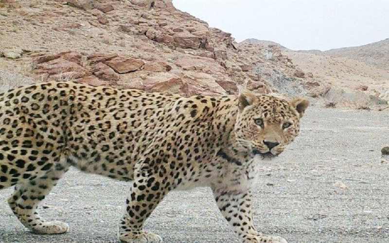 منطقه حفاظت شده حیدری